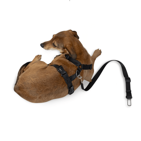 Car Strap Dog Harness - Large - Green Flag vGroup