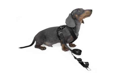 Dog Strap Harness - Small - Green Flag vGroup